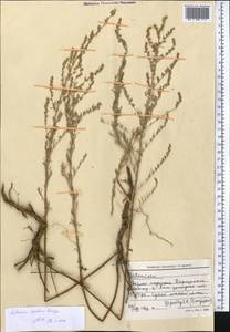 Artemisia oliveriana J. Gay ex DC., Средняя Азия и Казахстан, Северный и Центральный Тянь-Шань (M4) (Киргизия)