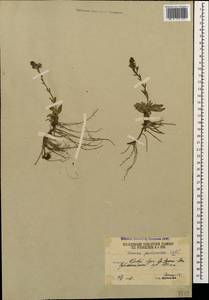 Вероника горечавковая Vahl, Кавказ, Южная Осетия (K4b) (Южная Осетия)