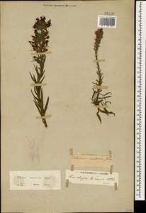 Синяк пятнистый (L.) Böhle & Hilger, Кавказ, Ставропольский край, Карачаево-Черкесия, Кабардино-Балкария (K1b) (Россия)