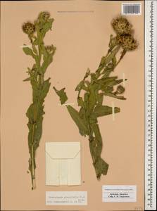 Centaurea glastifolia subsp. glastifolia, Кавказ, Армения (K5) (Армения)