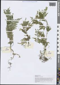 Selaginella delicatula (Desv. ex Poir.) Alston, Зарубежная Азия (ASIA) (Вьетнам)