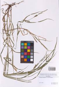 Осока мохнатая, Осока коротковолосистая L., Восточная Европа, Московская область и Москва (E4a) (Россия)