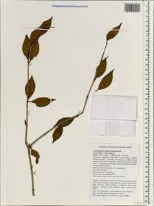 Aeschynanthus, Зарубежная Азия (ASIA) (Вьетнам)