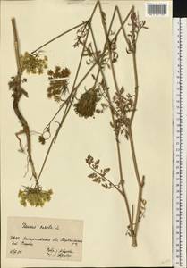 Морковь обыкновенная, Морковь дикая L., Восточная Европа, Западно-Украинский район (E13) (Украина)