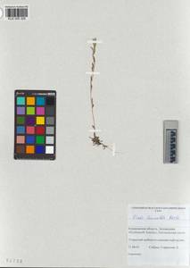 KUZ 005 329, Draba lanceolata Royle, Сибирь, Алтай и Саяны (S2) (Россия)