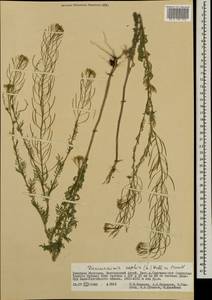 Дескурения Софии (L.) Webb ex Prantl, Монголия (MONG) (Монголия)