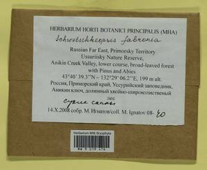 Schwetschkeopsis fabronia (Schwägr.) Broth., Гербарий мохообразных, Мхи - Дальний Восток (без Чукотки и Камчатки) (B20) (Россия)