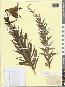 Лилия Совича Fisch. & Avé-Lall., Кавказ, Грузия (K4) (Грузия)