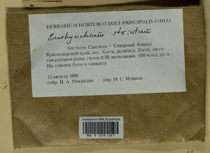 Eurhynchium striatum (Schreb. ex Hedw.) Schimp., Гербарий мохообразных, Мхи - Северный Кавказ и Предкавказье (B12) (Россия)