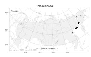 Poa almasovii, Мятлик Алмазова Golub, Атлас флоры России (FLORUS) (Россия)