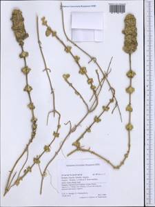 Lamiaceae, Западная Европа (EUR) (Греция)