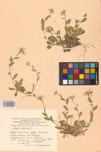 Резуха альпийская L., Восточная Европа, Западно-Украинский район (E13) (Украина)