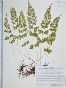 Sitobolium wilfordii (T.Moore) L.A.Triana & Sundue, Сибирь, Дальний Восток (S6) (Россия)