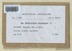 Pallavicinia subciliata (Austin) Steph., Гербарий мохообразных, Мхи - Азия (вне границ бывшего СССР) (BAs) (Япония)