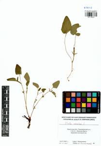 Фиалка собачья L., Сибирь, Прибайкалье и Забайкалье (S4) (Россия)