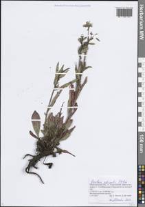 Oenothera × rubricaulis Kleb., Восточная Европа, Волжско-Камский район (E7) (Россия)