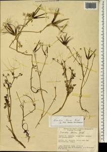 Скандикс грузинский M.Bieb., Зарубежная Азия (ASIA) (Турция)