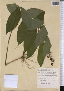 Maianthemum racemosum, Америка (AMER) (США)