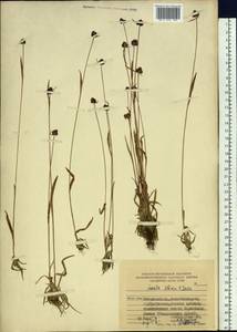 Luzula multiflora subsp. sibirica V. I. Krecz., Сибирь, Дальний Восток (S6) (Россия)