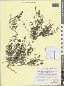 Молочай приземистый Willd., Кавказ, Дагестан (K2) (Россия)