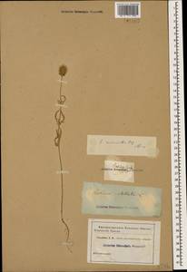 Ломелозия мелкоцветковая (Desf.) Greuter & Burdet, Кавказ (без точных местонахождений) (K0)