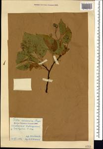 Липа Круаза Chun & H. D. Wong, Кавказ, Ставропольский край, Карачаево-Черкесия, Кабардино-Балкария (K1b) (Россия)