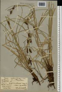 Осока черноколосая M.Bieb. ex Willd., Восточная Европа, Ростовская область (E12a) (Россия)