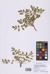 Лапчатка лежачая, Лапчатка низкая L., Восточная Европа, Московская область и Москва (E4a) (Россия)