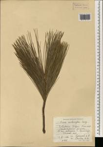 Pinus roxburghii Sarg., Зарубежная Азия (ASIA) (Индия)