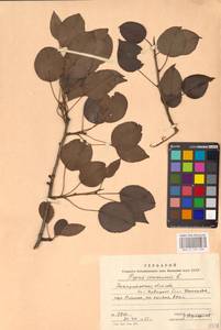 Груша обыкновенная, Груша садовая L., Восточная Европа, Западно-Украинский район (E13) (Украина)