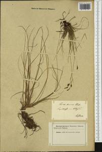 Carex brachystachys Schrank, Западная Европа (EUR) (Неизвестно)