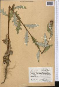 Cirsium arvense var. vestitum Wimm. & Grab., Средняя Азия и Казахстан, Западный Тянь-Шань и Каратау (M3) (Киргизия)