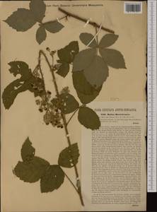 Rubus bertricensis, Западная Европа (EUR) (Венгрия)