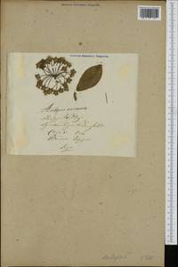 Hoya carnosa (L. fil.) R. Br., Зарубежная Азия (ASIA) (Неизвестно)