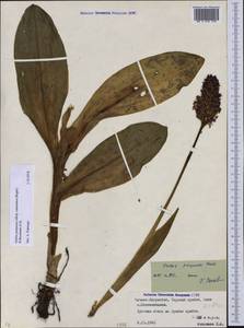 Orchis purpurea subsp. caucasica (Regel) B.Baumann, H.Baumann, R.Lorenz & Ruedi Peter, Кавказ, Северная Осетия, Ингушетия и Чечня (K1c) (Россия)