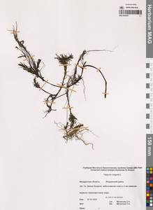 Хвостник обыкновенный, Водяная сосенка L., Сибирь, Чукотка и Камчатка (S7) (Россия)