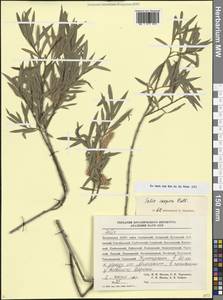 Ива каспийская Pall., Кавказ, Дагестан (K2) (Россия)