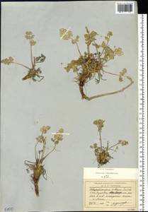 Вздутоплодник волосистый (Turcz. ex Fisch. & C.A.Mey.) Turcz. ex Ledeb., Сибирь, Чукотка и Камчатка (S7) (Россия)