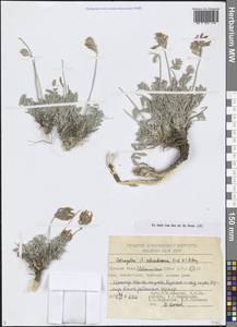 Астрагал Шренка Fisch. & C.A.Mey., Средняя Азия и Казахстан, Сырдарьинские пустыни и Кызылкумы (M7) (Узбекистан)