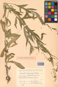 Camelina microcarpa subsp. pilosa (DC.) Jáv., Сибирь, Дальний Восток (S6) (Россия)