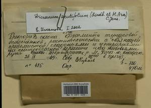 Dicranum acutifolium (Lindb. & Arnell) C.E.O. Jensen, Гербарий мохообразных, Мхи - Западная Сибирь (включая Алтай) (B15) (Россия)
