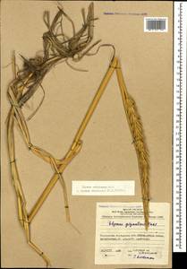 Волоснец кистистый, Колосняк кистистый (Lam.) Tzvelev, Кавказ, Азербайджан (K6) (Азербайджан)