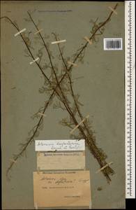 Полынь дагестанская Krasch. & Poretzky, Кавказ, Дагестан (K2) (Россия)