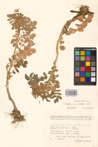 Сердечник горький L., Восточная Европа, Западно-Украинский район (E13) (Украина)