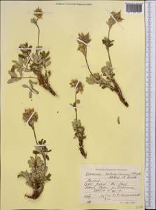 Farinopsis salesoviana (Stephan) Chrtek & Soják, Средняя Азия и Казахстан, Памир и Памиро-Алай (M2) (Таджикистан)