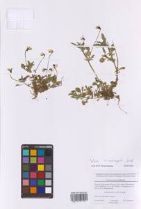 Viola × contempta Jord., Восточная Европа, Московская область и Москва (E4a) (Россия)