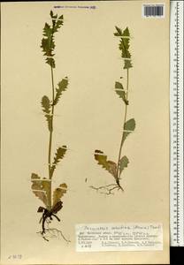 Crepidiastrum sonchifolium subsp. sonchifolium, Монголия (MONG) (Монголия)