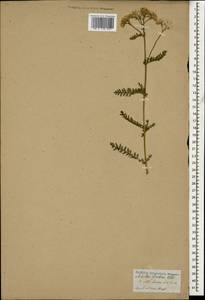 Тысячелистник мелкоцветковый Willd., Кавказ (без точных местонахождений) (K0)