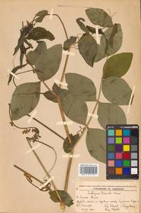 Чина Давида Hance, Сибирь, Дальний Восток (S6) (Россия)