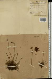 Армерия сибирская (Turcz. ex Boiss.) Nyman, Восточная Европа, Северный район (E1) (Россия)